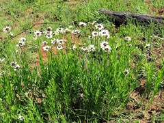 Callilepis laureola