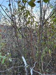 Prociphilus tessellatus