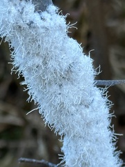 Prociphilus tessellatus