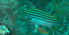 Plectorhinchus lessonii