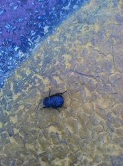 Phyllophaga cribrosa