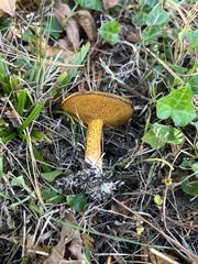 Suillus americanus