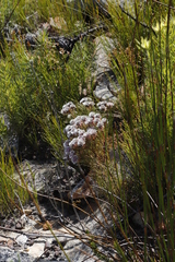 Serruria phylicoides