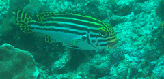 Plectorhinchus lessonii