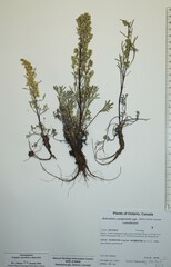Artemisia campestris canadensis