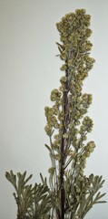 Artemisia campestris canadensis