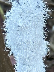 Prociphilus tessellatus