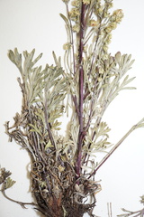Artemisia campestris canadensis