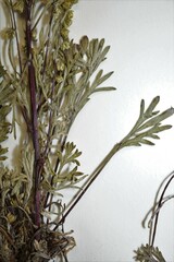 Artemisia campestris canadensis