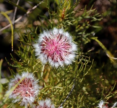 Serruria phylicoides