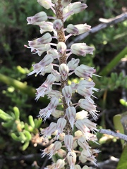 Lachenalia haarlemensis