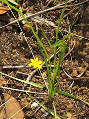 Hypoxis