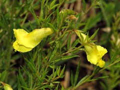 Pearsonia aristata