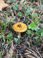 Suillus americanus