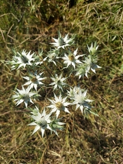 Eryngium heterophyllum