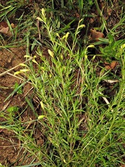 Pearsonia aristata