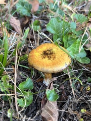 Suillus americanus