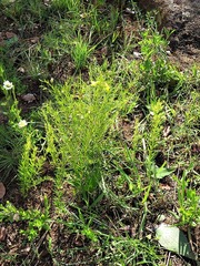Pearsonia aristata