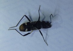 Dieuches maculicollis