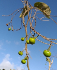 Solanum paniculatum