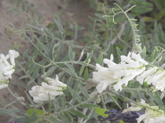 Vicia villosa