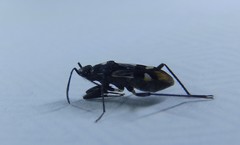 Dieuches maculicollis