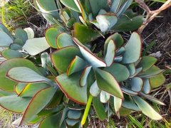 Cotyledon orbiculata