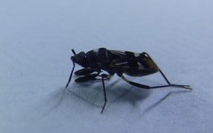 Dieuches maculicollis