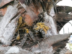 Polycauliona candelaria