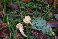 Cantharellus pallens