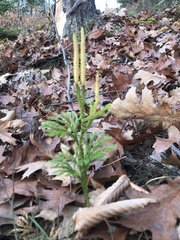 Dendrolycopodium