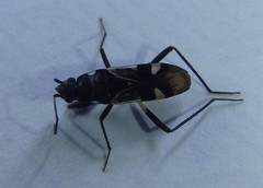 Dieuches maculicollis