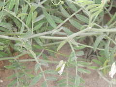Vicia villosa