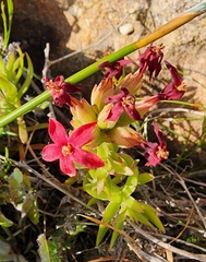 Crassula coccinea
