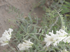 Vicia villosa
