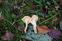 Cantharellus pallens