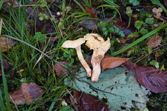 Cantharellus pallens