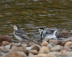 Motacilla alba yarrellii