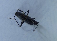 Dieuches maculicollis