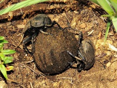 Allogymnopleurus splendidus