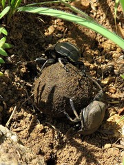 Allogymnopleurus splendidus