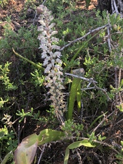 Lachenalia haarlemensis