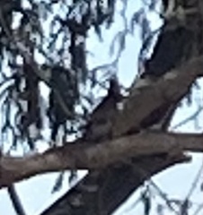 Setophaga coronata
