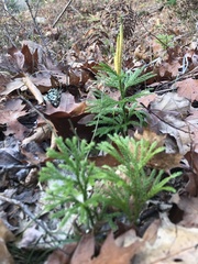 Dendrolycopodium