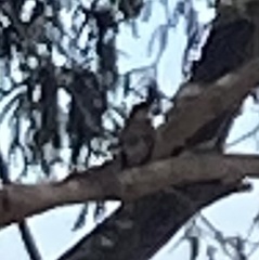 Setophaga coronata