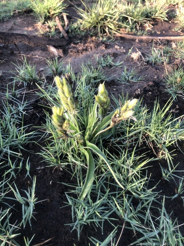 Hypoxis obtusa image