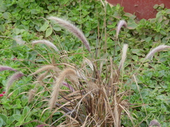 Cenchrus polystachios