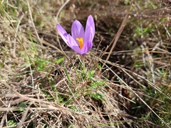 Crocus serotinus