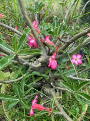Adenium