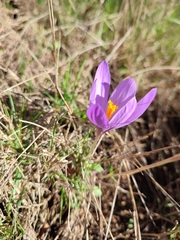 Crocus serotinus